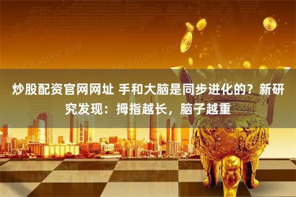 炒股配资官网网址 手和大脑是同步进化的？新研究发现：拇指越长，脑子越重